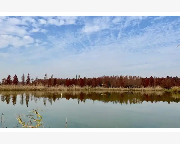甘草止咳化痰颗粒兽用——缓解宠物咳嗽,关爱毛茸好伙伴